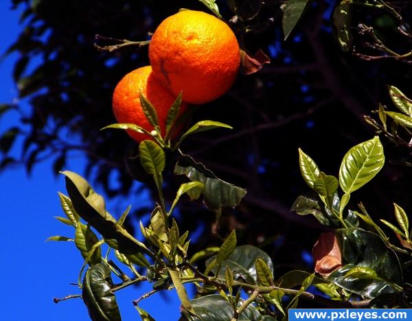 Orange tree down the dirt road